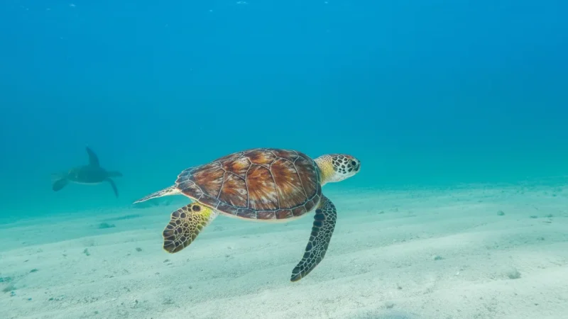 07) Tortugranja Turtle Farm(2)