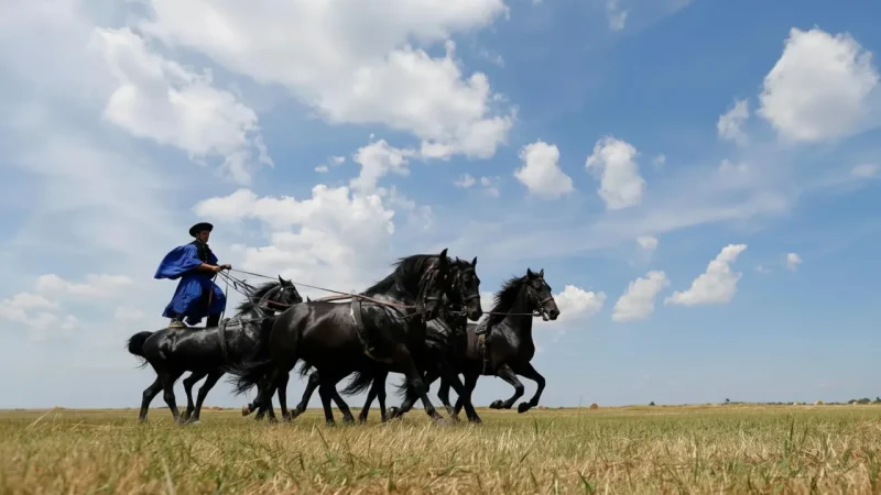 07) Traditional Horse Shows(1)