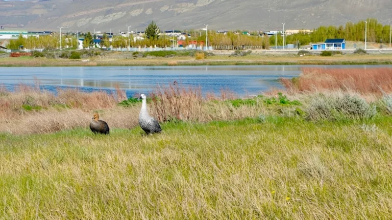07. Laguna Nimez Reserve – Birdwatching area(1)