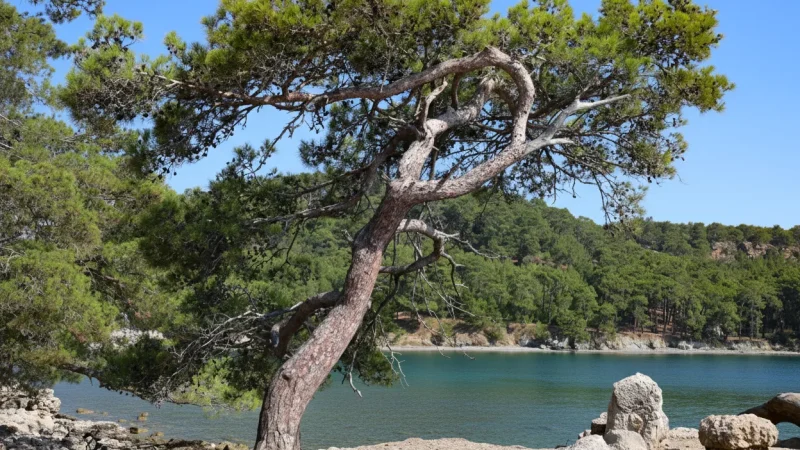 07. Phaselis Beach – Clear-water swimming area_(2)