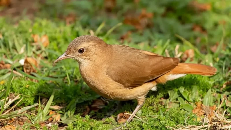 07. Sunrise Viewing Spots – Morning wildlife activity(5)