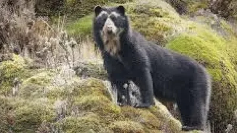 08 8 Wildlife Observation Areas ‒ Native species(2)