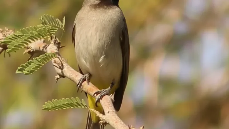 08) Birdwatching Spots(5)