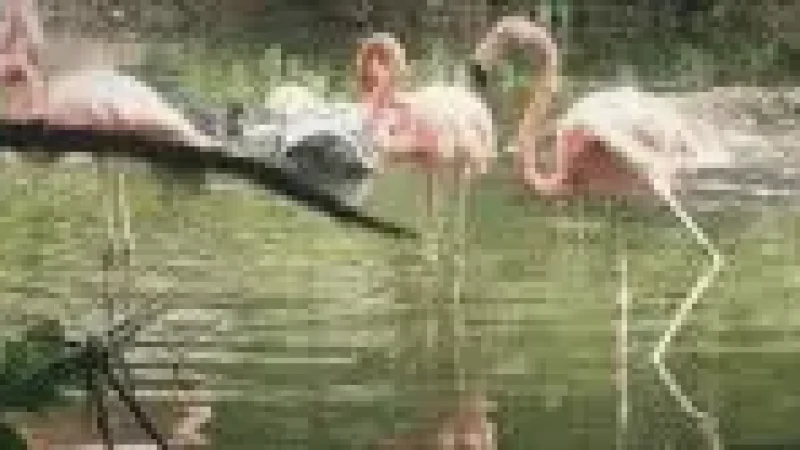08 Cali Zoo – Family-friendly attraction(1)