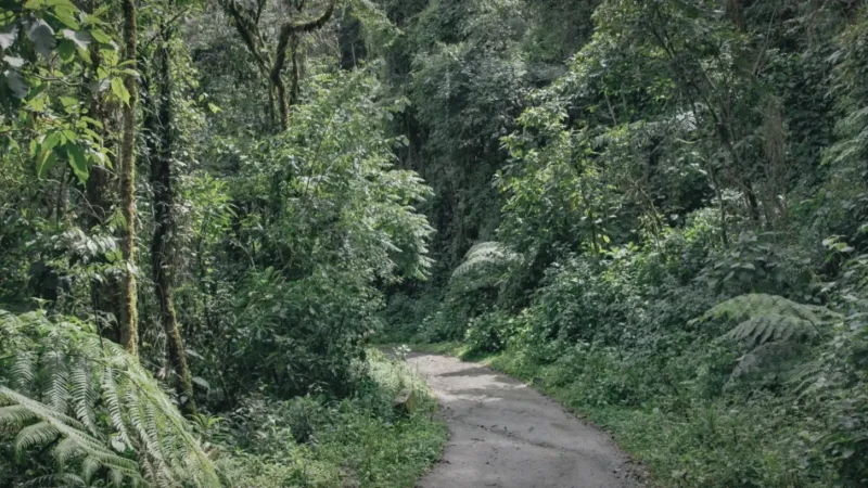 08 Forest Sections – Shaded walking areas_(4)