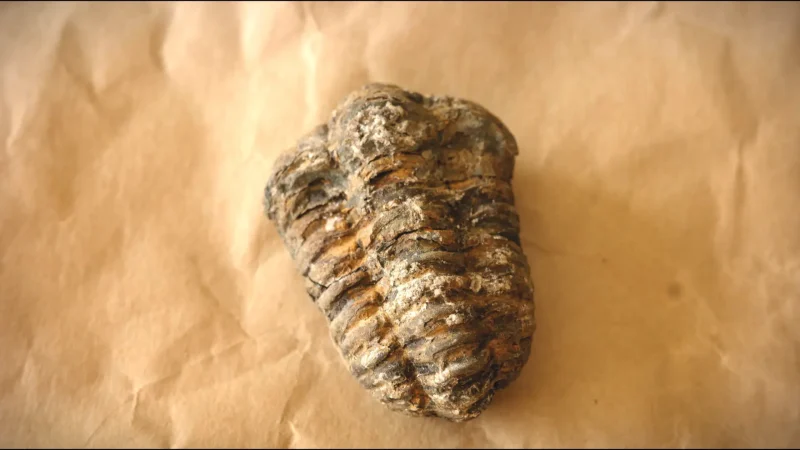 08) Fossil Fields(1)