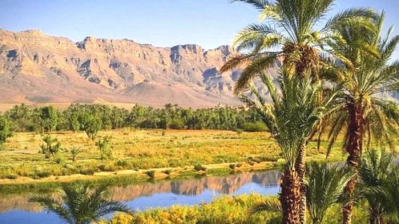 08) Palm Grove Walks(3)