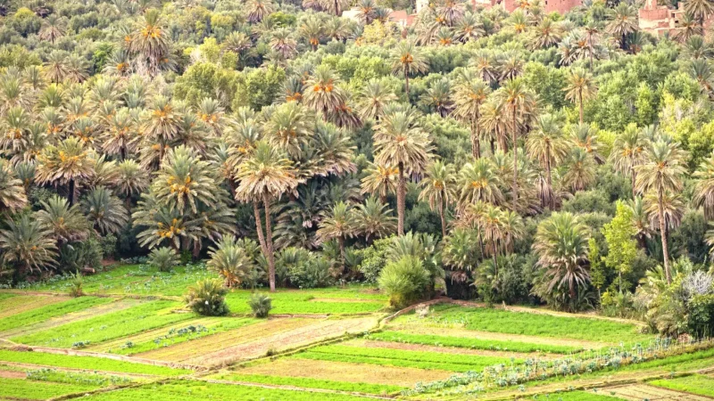 08) Palm Groves(2)