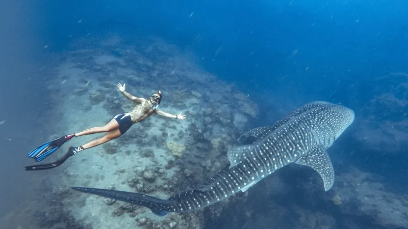 08) Whale Shark Viewing Areas(4)