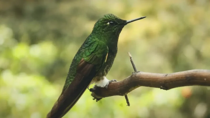 08. Birdwatching Areas – Local wildlife_(1)