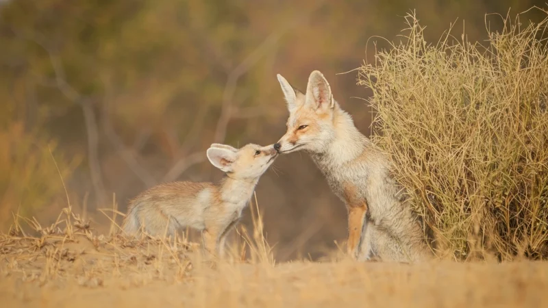 08. Desert National Park(1)