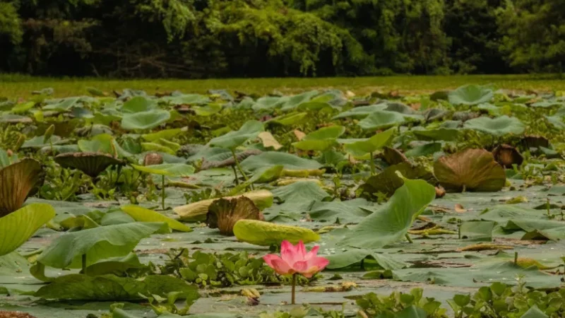 08. Karanji Lake – A peaceful lake with nature park_(2)