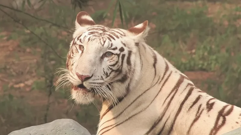 08. Lucknow Zoo – A popular family attraction_(4)