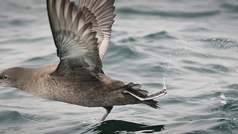 08_Marine_Bird_Watching_Spots(1)