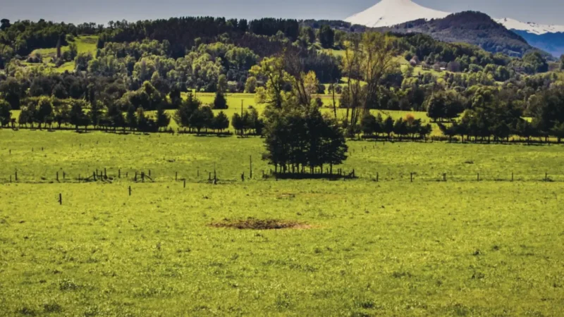 08_Surrounding_Forests(2)