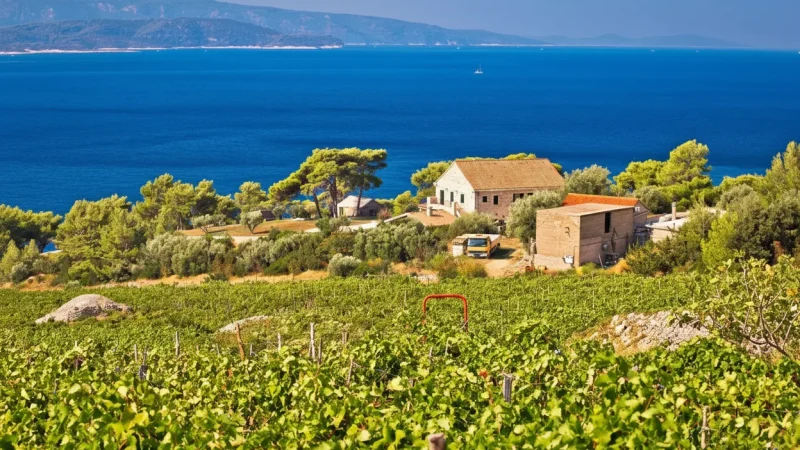 Island Vineyards