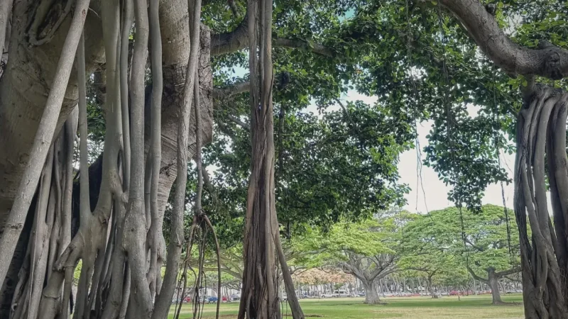 09) Kapiolani Park(2)