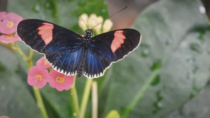 09) Key West Butterfly and Nature Conservatory(6)