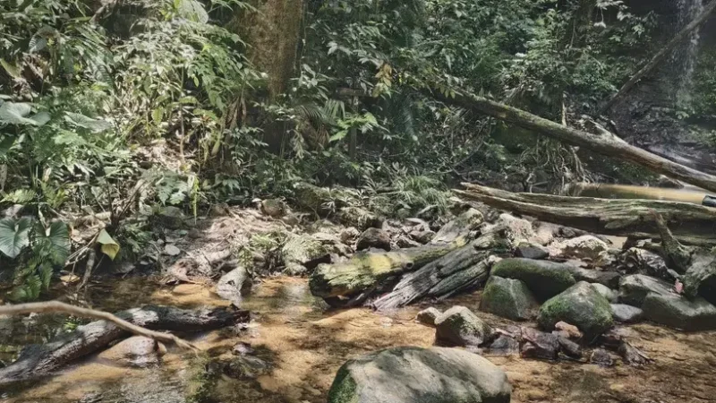 09) Lambir Hills National Park(6)