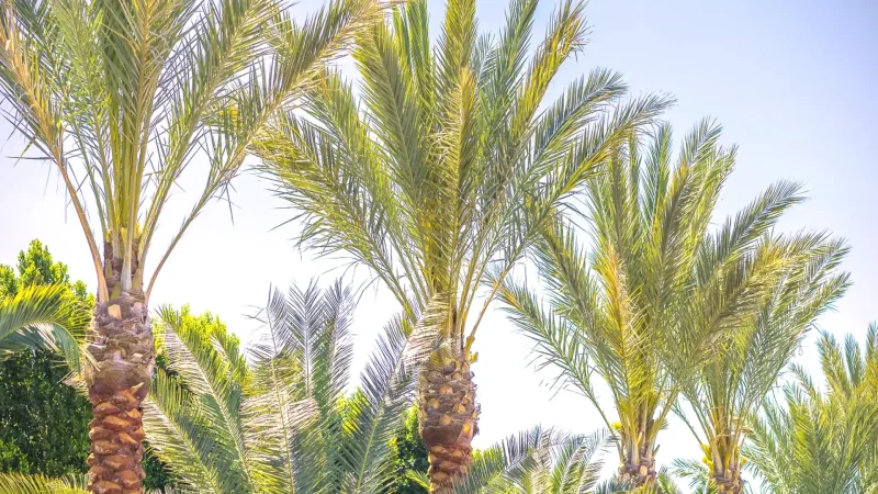 09) Palm Oases(2)