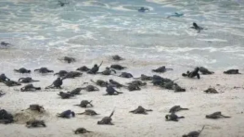 09) Turtle Islands Park(4)