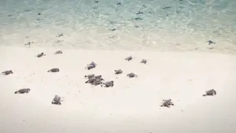 09) Turtle Islands Park(5)