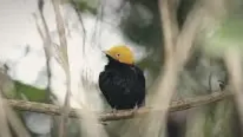 09 Wildlife Observation Areas – Birds and animals(4)