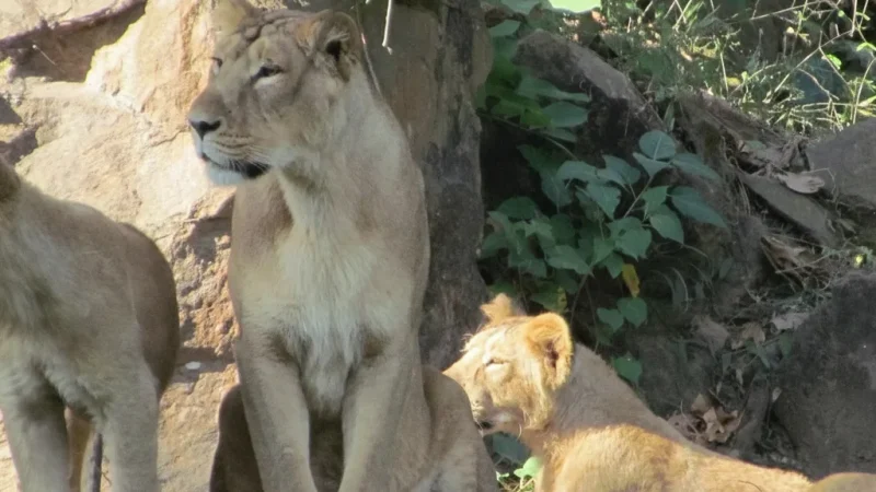 09. Assam Zoo and Botanical Garden(3)