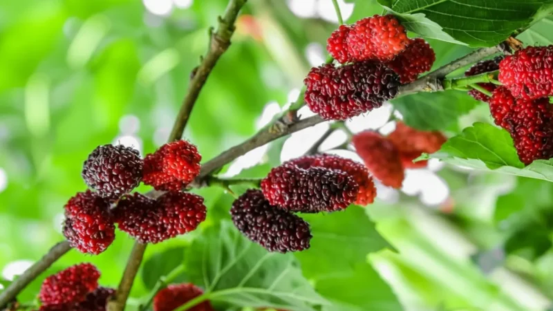 09. Fruit & Mulberry Gardens – Seasonal farms offering fresh local produce_(4)