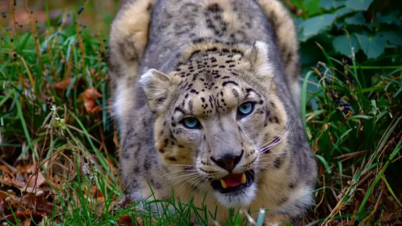 09. Great Himalayan National Park – A UNESCO-listed wildlife park_(1)