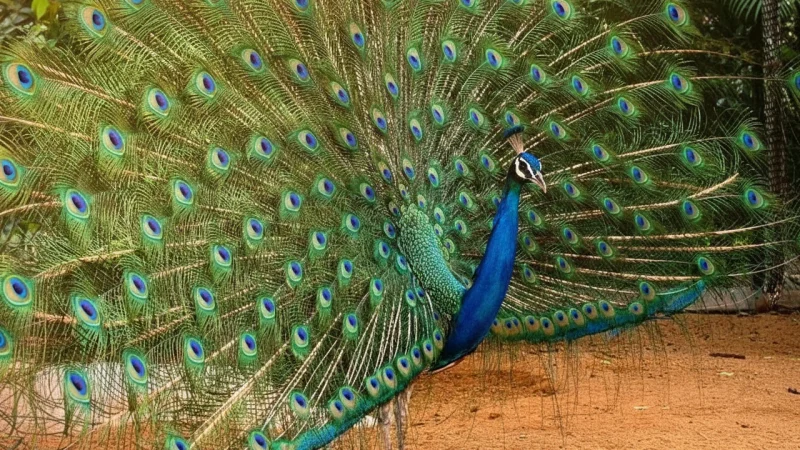 09. Guindy National Park(6)