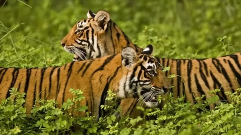 09. Ken Gharial Sanctuary – A wildlife sanctuary near the Ken River_(6)