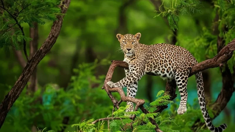 09. Nature Photography Areas – Wildlife photography(6)