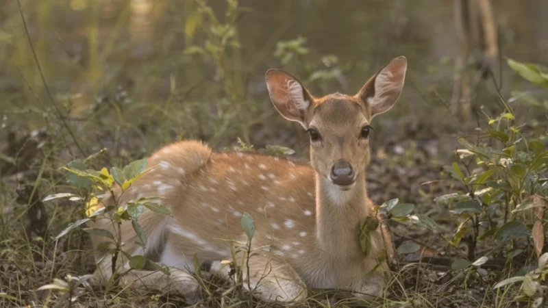 09. Ralamandal Wildlife Sanctuary(3)