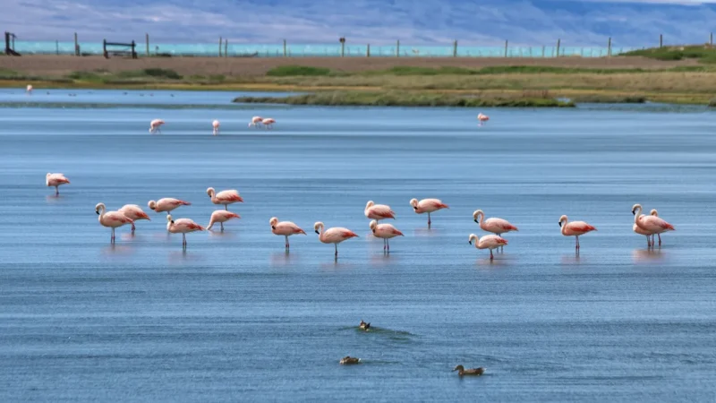09. Reserva Ecológica Lagoons – Birdwatching areas(6)