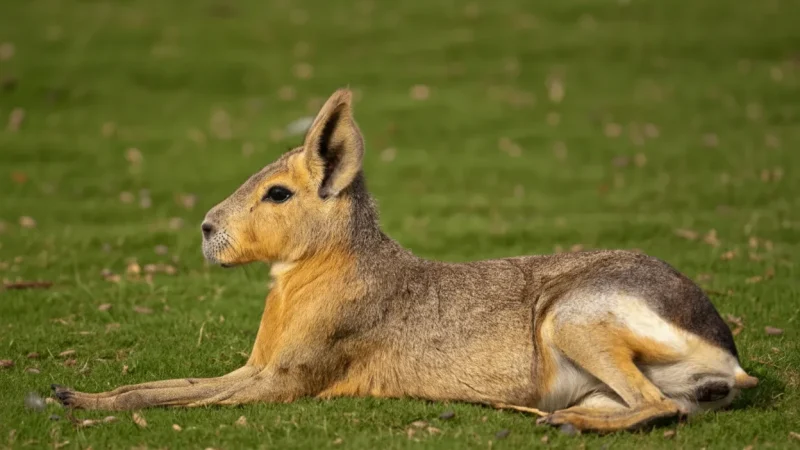 09. Wildlife Observation Areas – Native Patagonian species(6)