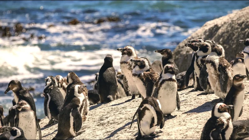 1 Boulders Beach Penguin Colony – Home to African penguins(3)