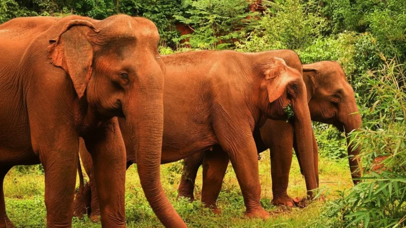1 Elephant Valley Project Center – Conservation base area(1)