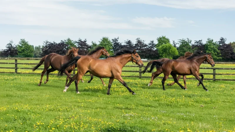 1) Irish National Stud(1)