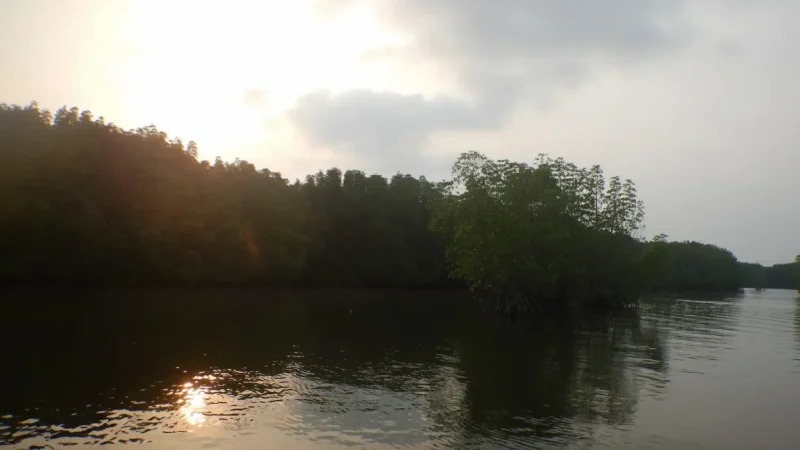 1 Mangrove Forest Channels – Calm boat routes(4)