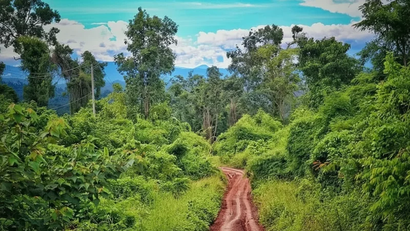 1 Rainforest Trails – Dense Jungle Exploration(5)