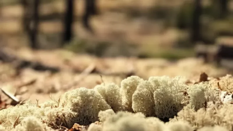 1 Rokua Dunes – Unique glacial sand formations(3)