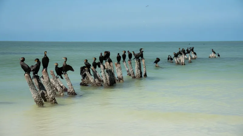 10) Birdwatching Areas(1)