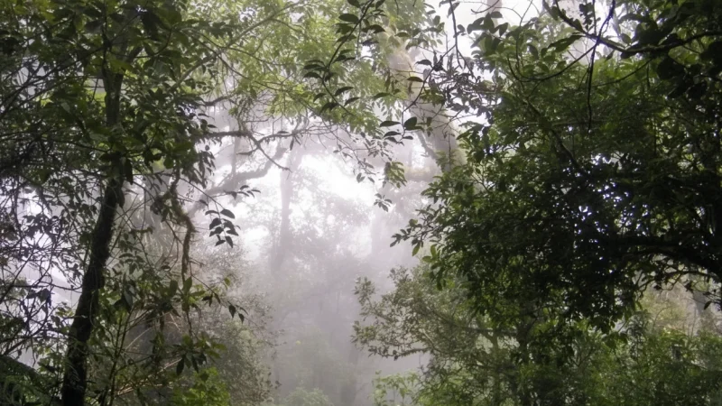 10) Cloud Forest Surroundings(1)