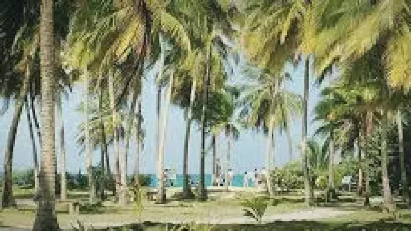 10 Coconut Tree Hill(3)