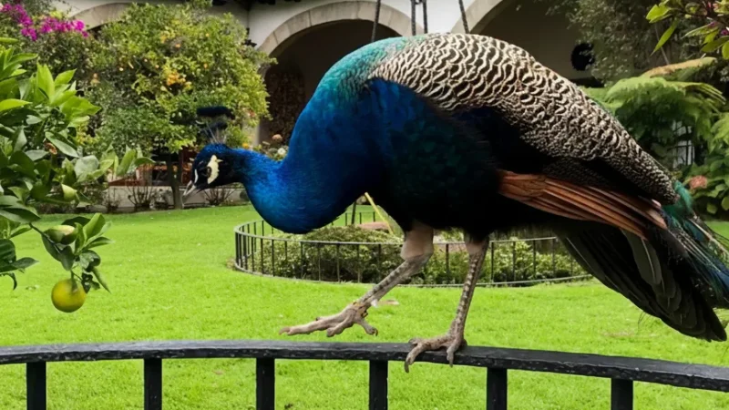 10) Dolores Olmedo Museum(2)