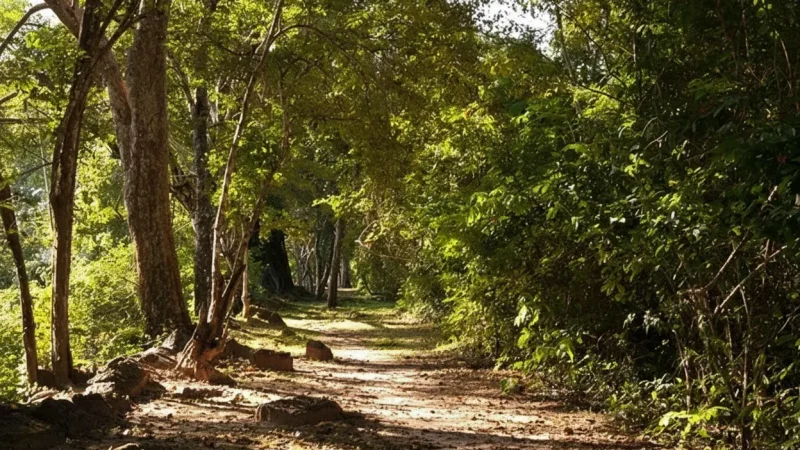 10 Forest Paths – Shaded walking areas(5)