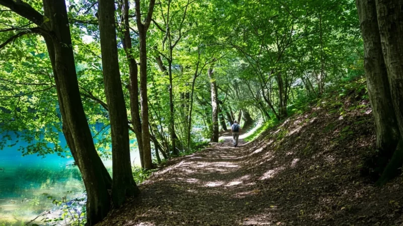 10) Forest Walking Paths(3)