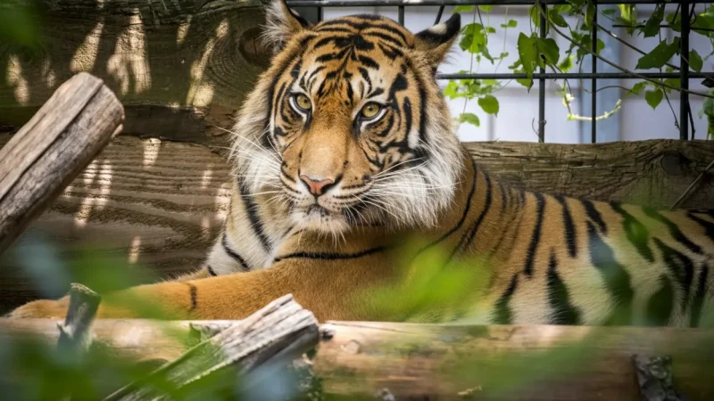 10) Heidelberg Zoo(2)