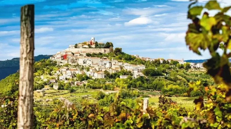 Istrian Vineyards